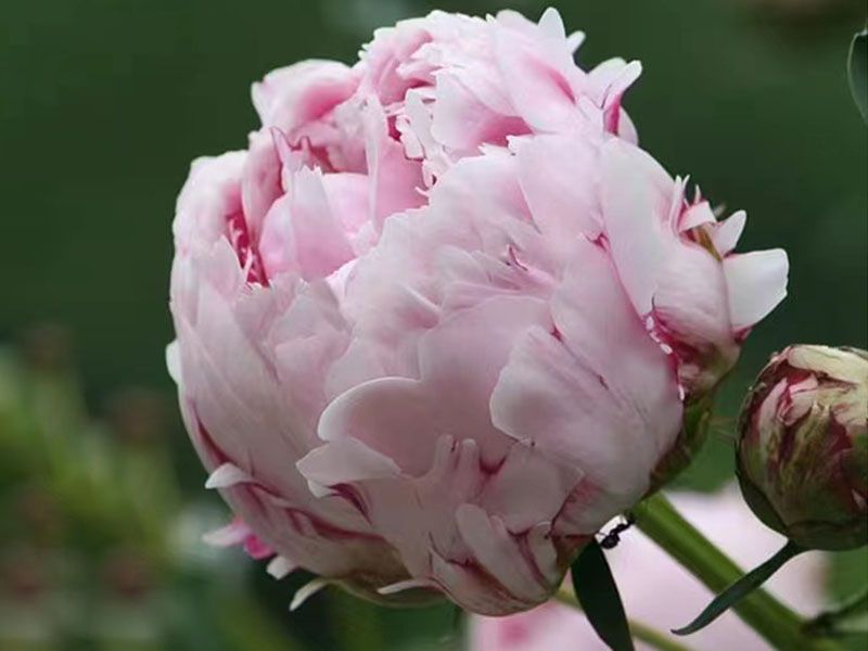 芍藥花能開幾天？